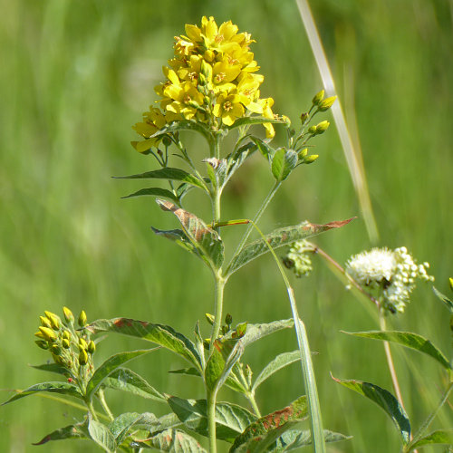 Gemeiner Gilbweiderich / Lysimachia vulgaris